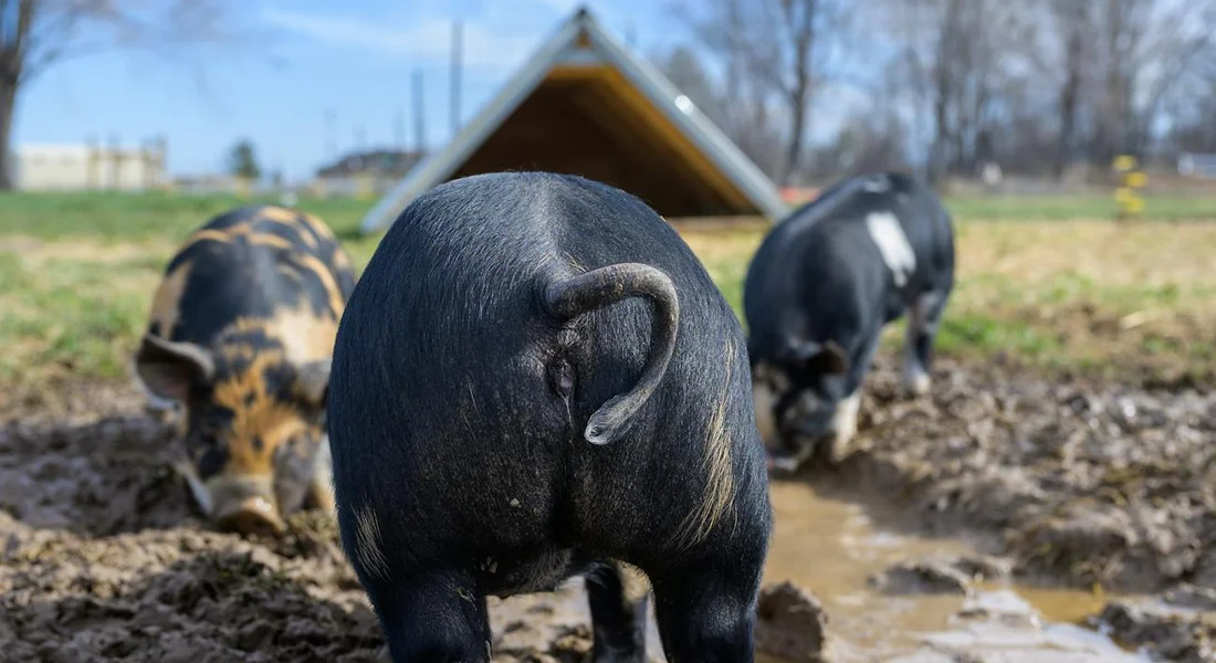 Three guinea pigs outdoors in a muddy yard near a small shelter; a close-up of a black guinea pig is in the foreground with two others in the background.