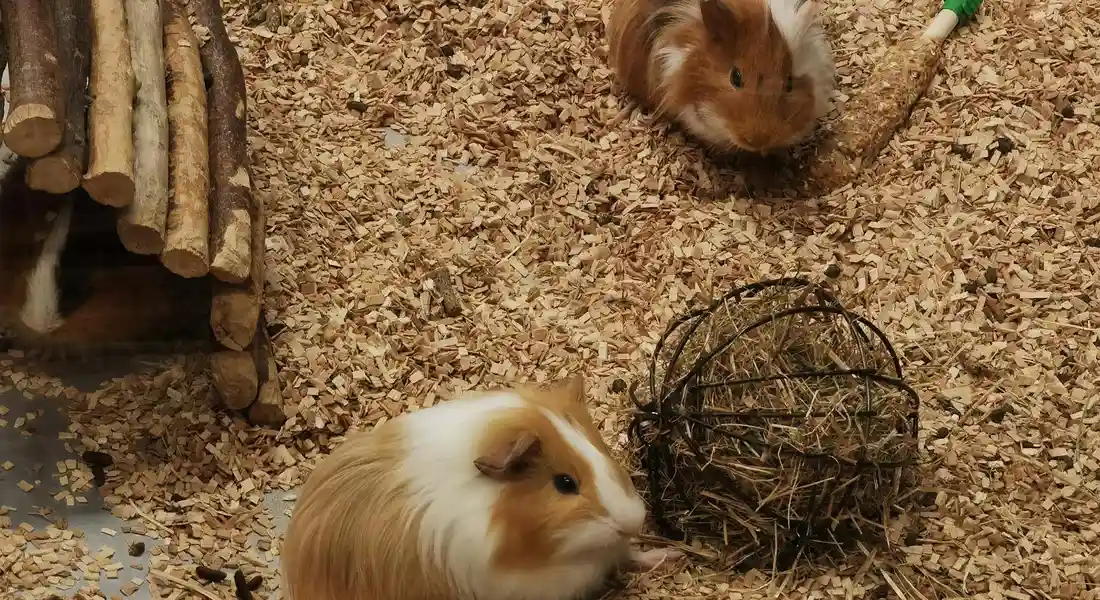 Two guinea pigs in a wood-shavings enclosure with a twig ball toy and stacked wooden logs nearby.