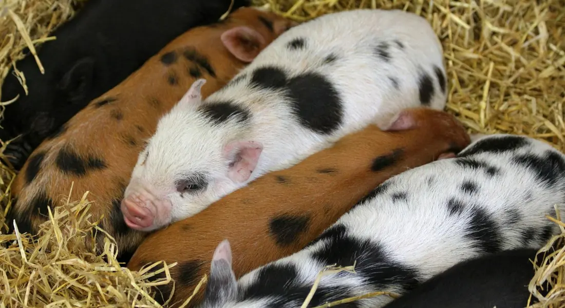 Several guinea pigs with spotted and solid coats are sleeping on a bed of straw.