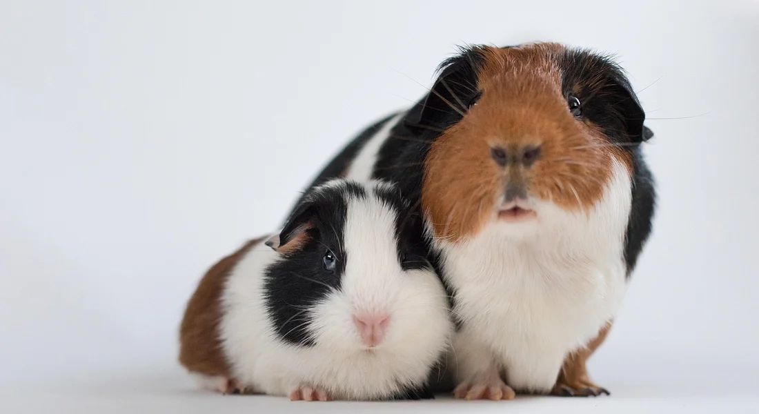Two guinea pigs sitting together on a white studio background, one with black and white fur and the other brown and white, both looking at the camera.
