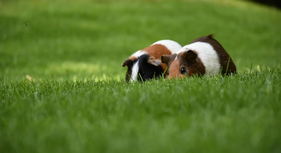 Two guinea pigs lying on green grass, brown and white coats, appearing to nap together in a sunny outdoor setting.