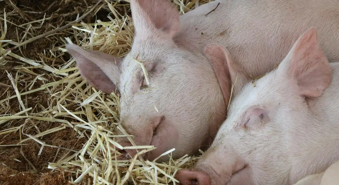 Two guinea pigs sleeping peacefully among straw bedding.