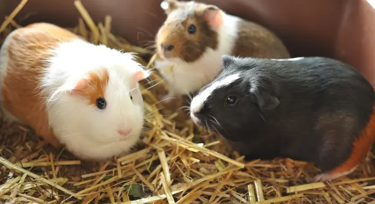 Three guinea pigs on straw bedding: white and orange on the left, brown-tan in the back, and black on the right.