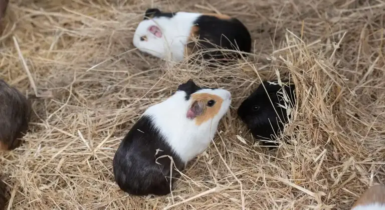 Three guinea pigs in straw bedding inside a pen.