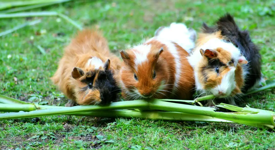 Three guinea pigs nibbling on fresh greens on a grassy surface