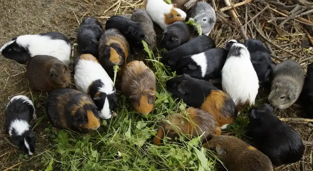 Can Guinea Pigs Eat Zucchini? A Complete Guide