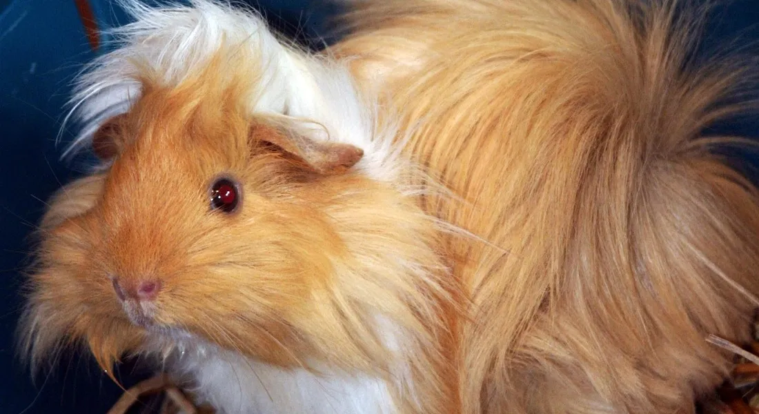 A fluffy orange and white guinea pig with long fur