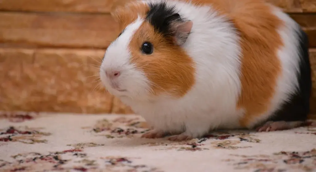 Guinea Pigs Are Easy Starter Pets: And 9 Other Harmful Myths