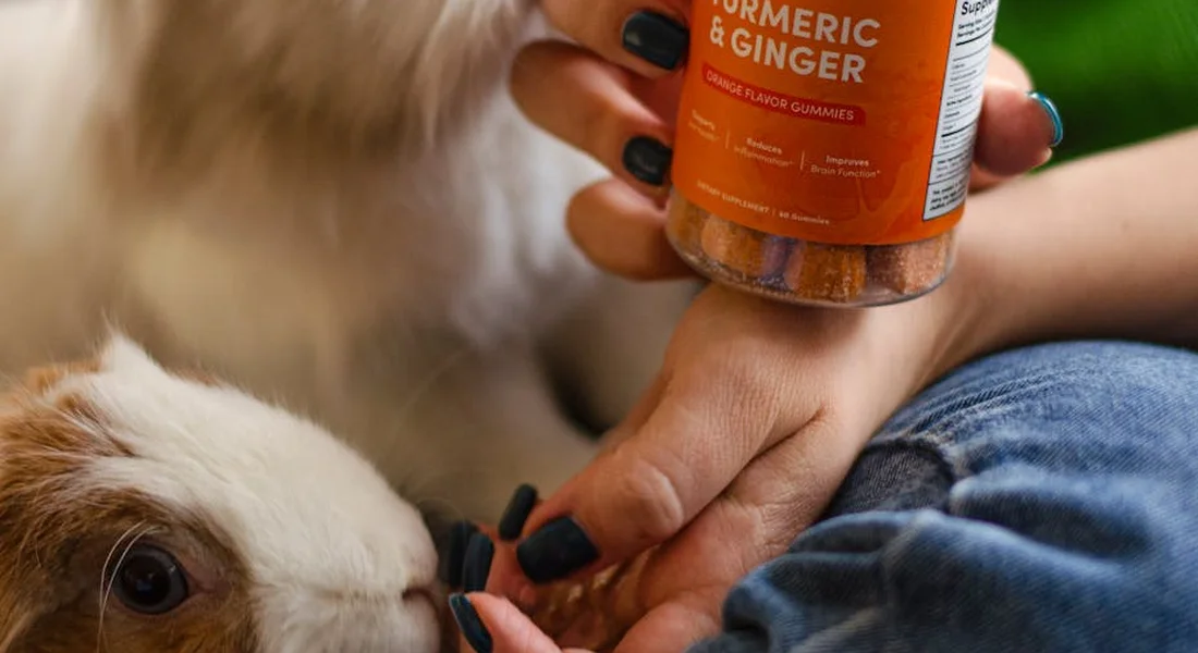 Close-up of a guinea pig next to a person holding a bottle labeled turmeric and ginger supplement near the animal's face
