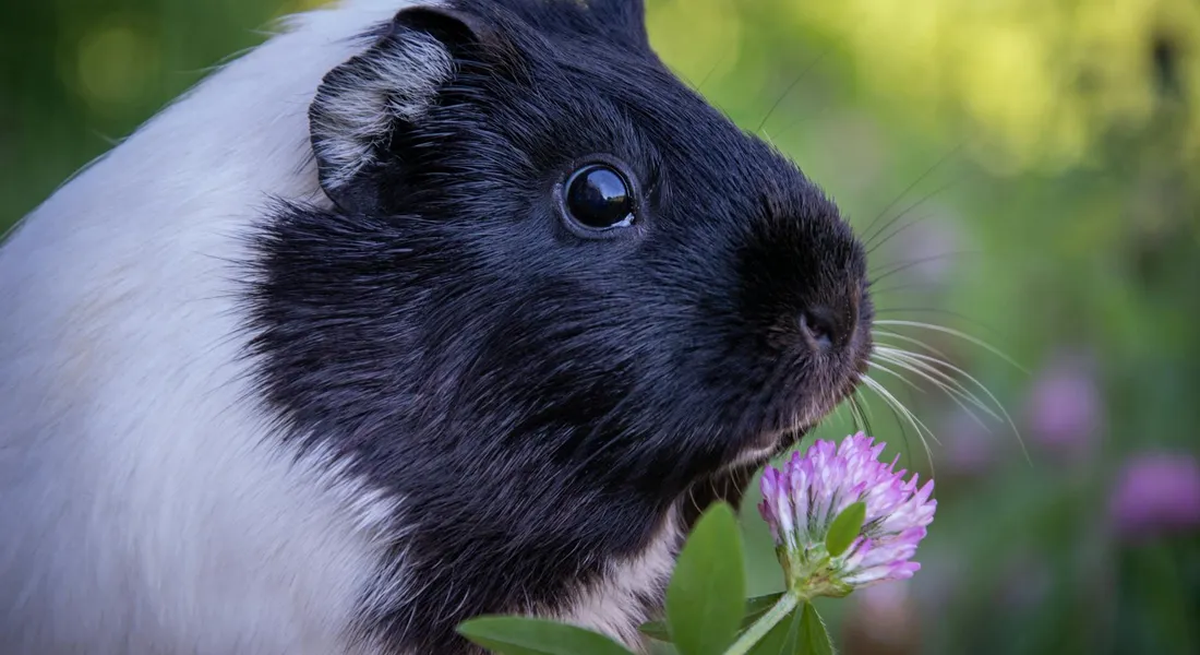 Close-up of a black and white guinea pig sniffing a pink clover flower in a sunlit garden.