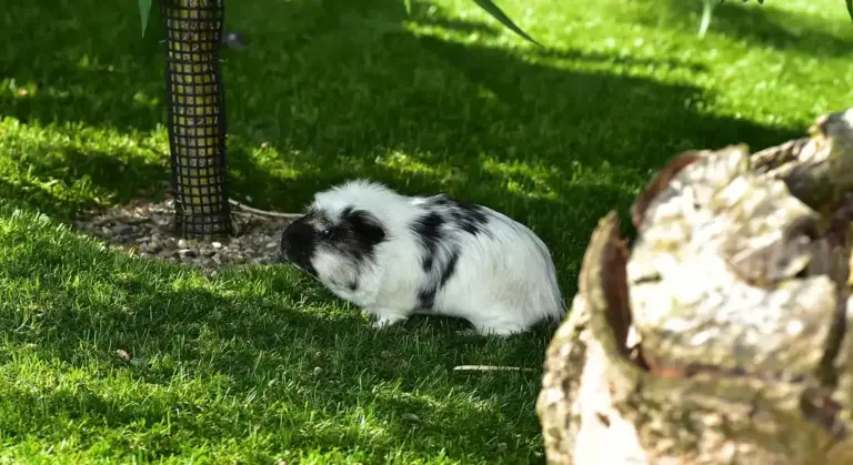 A white and black guinea pig on a grassy lawn outdoors near a tree trunk.