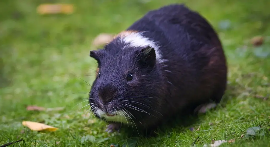 Guinea Pig Anatomy: Key Parts You Should Know