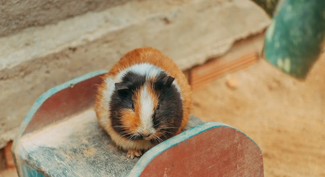 A small tri-color baby guinea pig (orange, white, and black) sitting inside a wooden shelter.