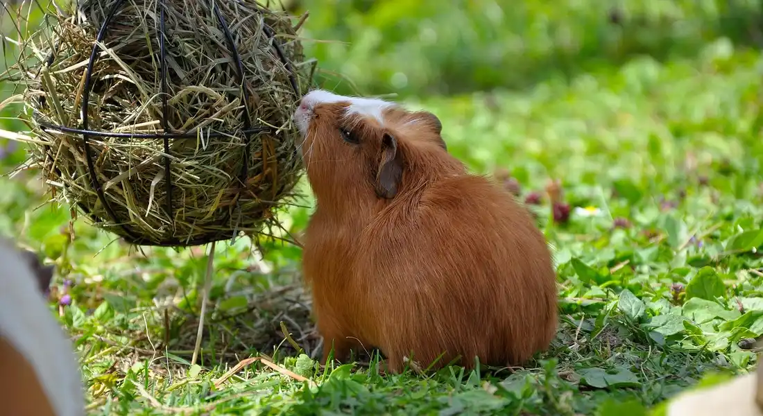 Brown guinea pig beside a hanging hay ball outdoors on green grass