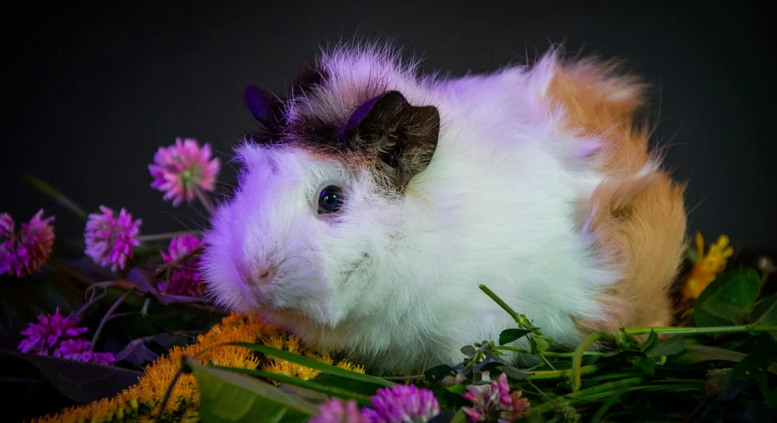 A fluffy white and brown guinea pig sits among purple flowers with a dark background.