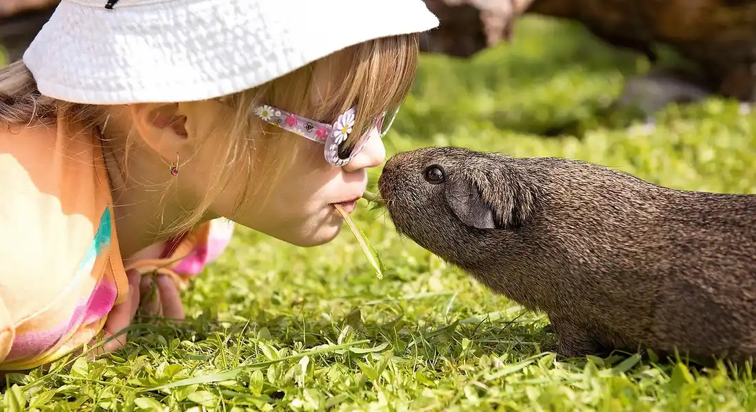 A person wearing a light hat leans close to a guinea pig on a grassy surface, nose-to-nose, promoting trust and gentle interaction.