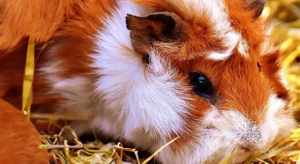 How to Bond with Your Guinea Pig and Build a Long-Term Relationship
