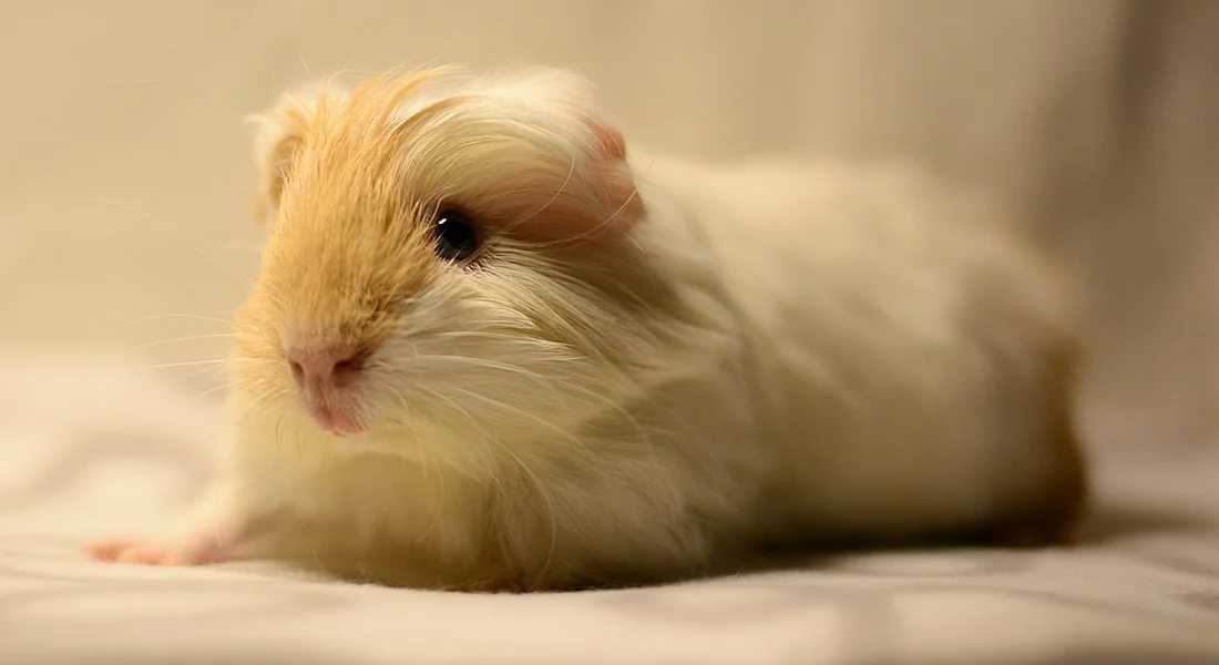 A light cream and white guinea pig lying on a soft surface and looking toward the camera.