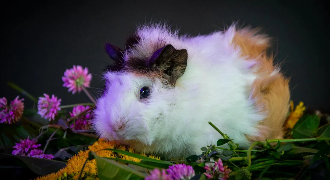 White and tan guinea pig with dark ears nestled among pink and yellow blossoms on a dark background.