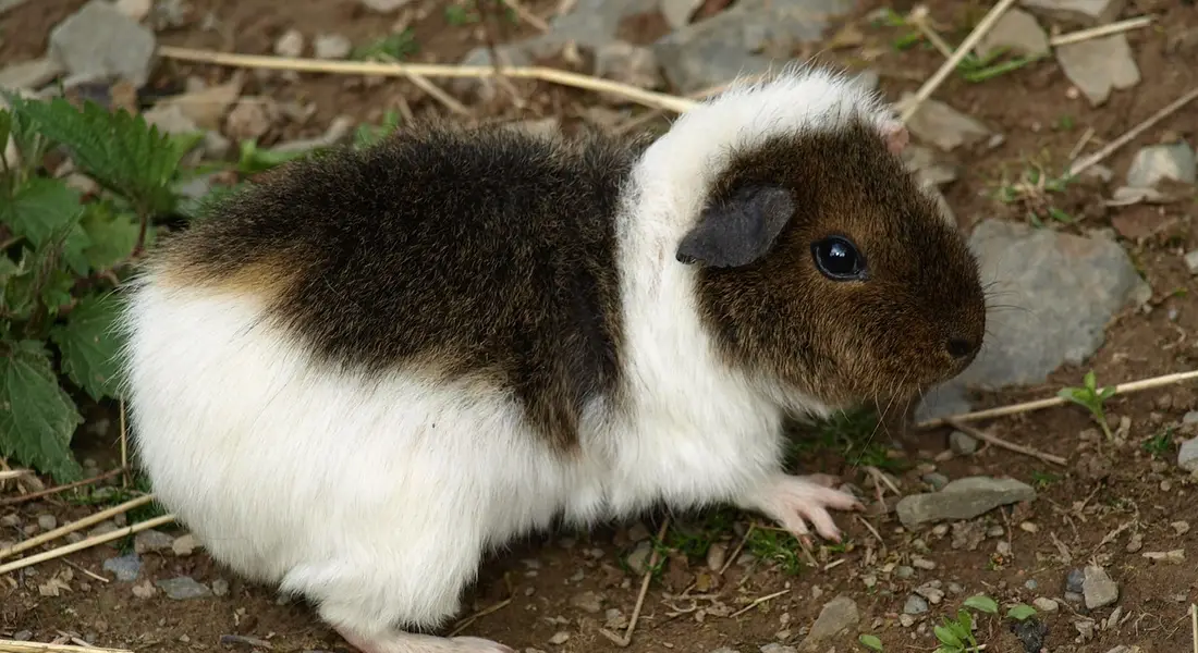 Brown and white guinea pig on dirt with small plants