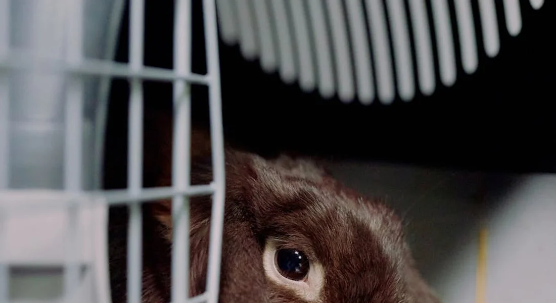 Close-up of a brown guinea pig peeking from inside a multi-level wire cage