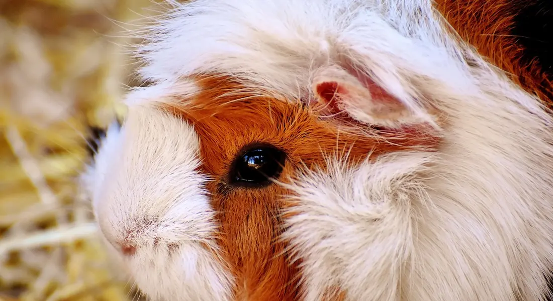 Close-up of a guinea pig with brown and white fur and a dark eye