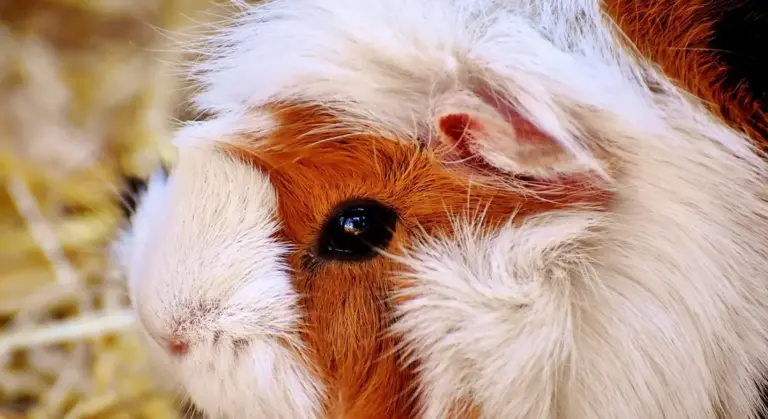 Close-up of a brown and white guinea pig with fluffy fur and a dark eye.