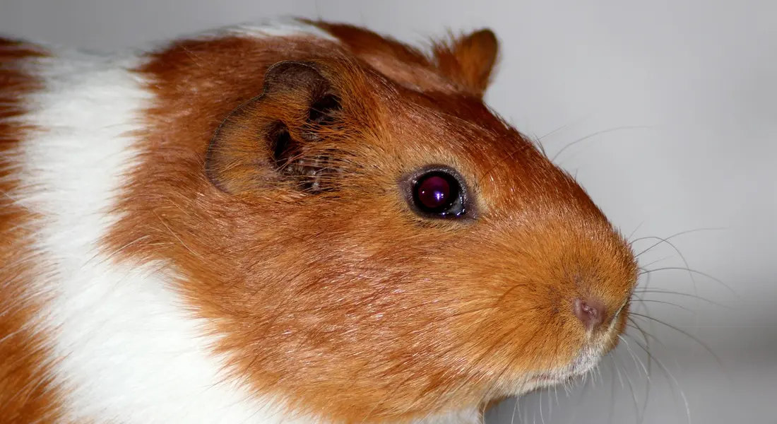 Close-up of a brown and white guinea pig facing right