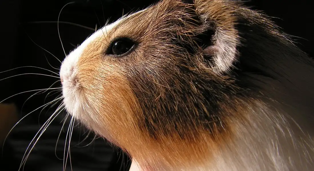 Close-up of a guinea pig's head with brown and white fur