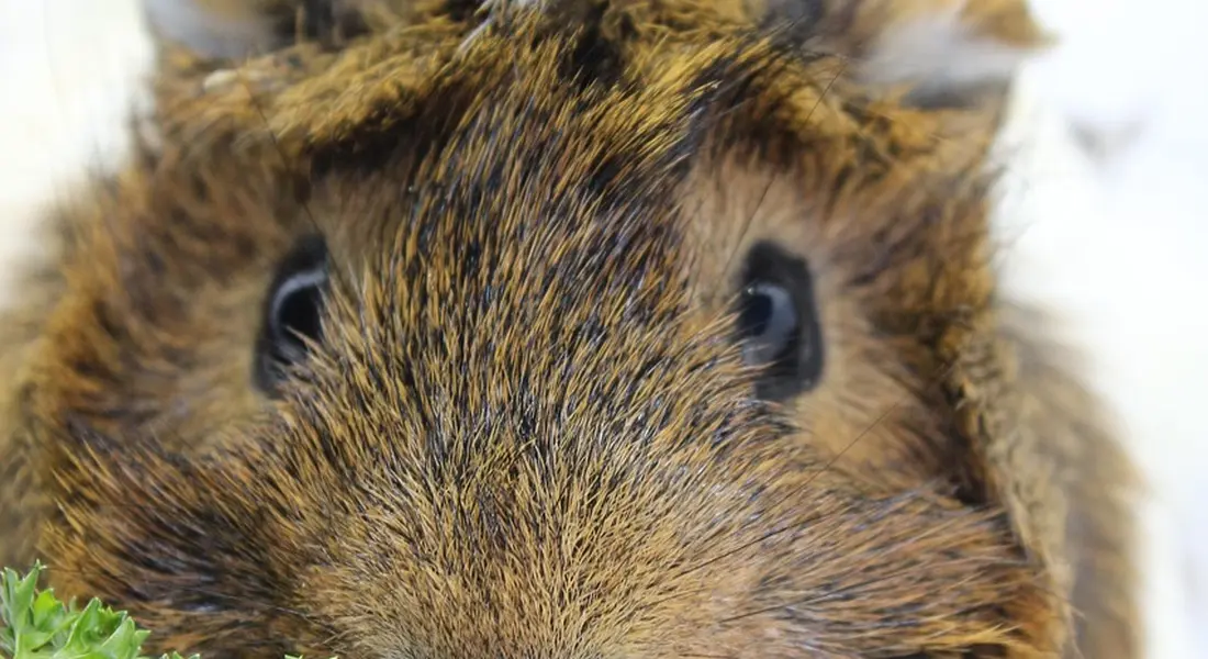 Close-up of a brown guinea pig's face with dark eyes and fluffy fur.