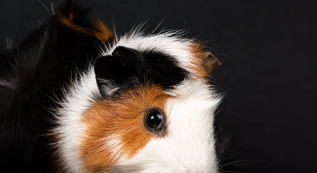Close-up of a tri-colored guinea pig with black, white, and orange fur.