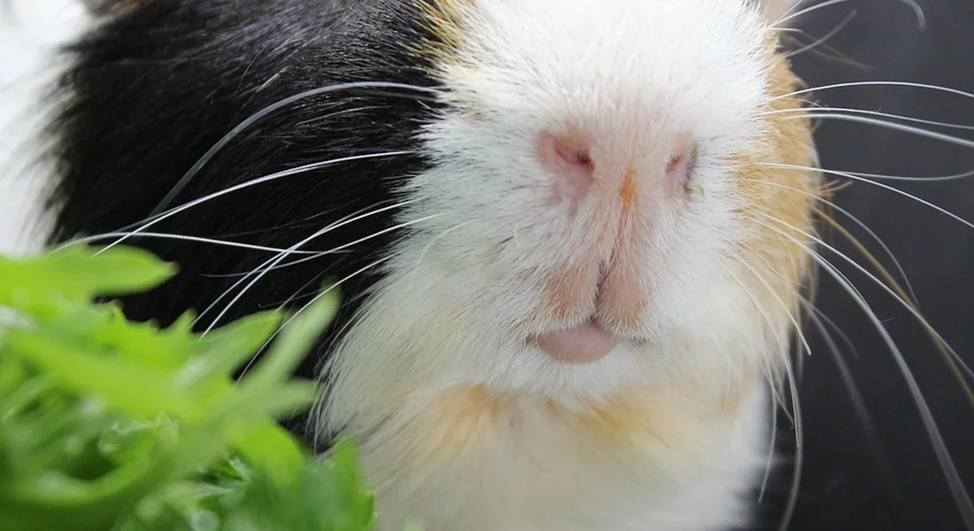 Close-up of a guinea pig's face with white and brown fur, long whiskers, and a green plant in the foreground.