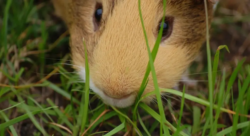 How Do Guinea Pigs Stack Up Against Other Small Pets?