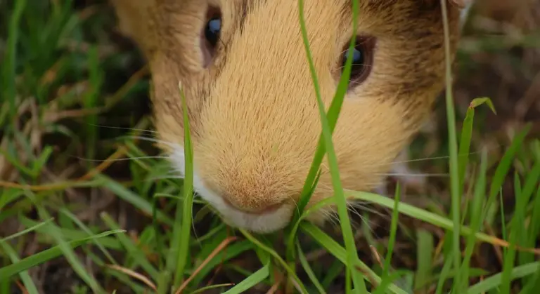Close-up of a guinea pig's face peeking through blades of grass