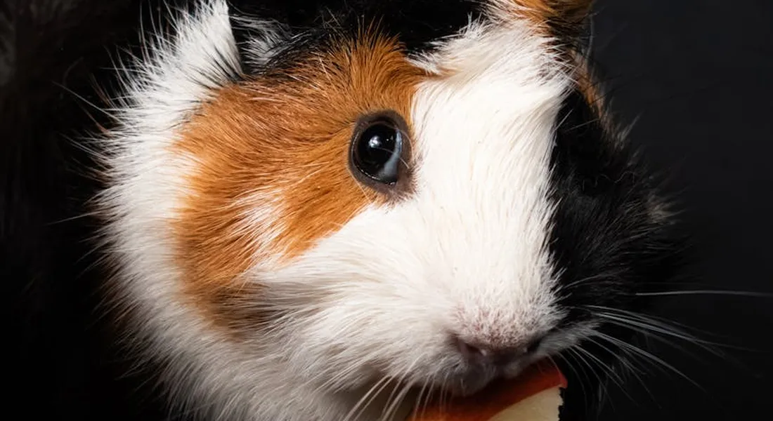 Close-up of a guinea pig with white, brown, and black fur looking toward the camera against a dark background