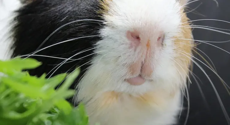 Close-up of a guinea pig's face with whiskers, ears partially visible, and green leaves in the foreground.