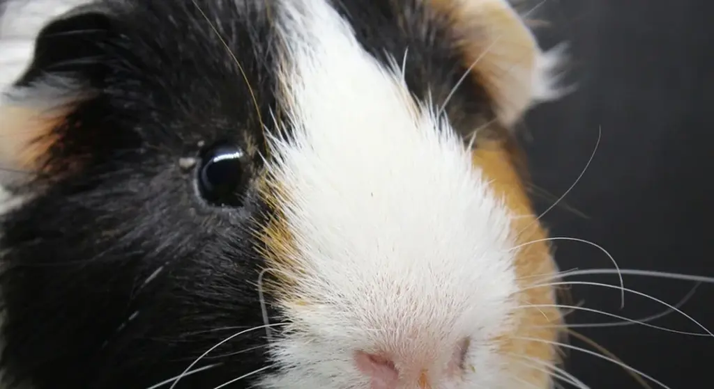 What Are the Common Causes of Guinea Pig Death and How to Prevent Them?