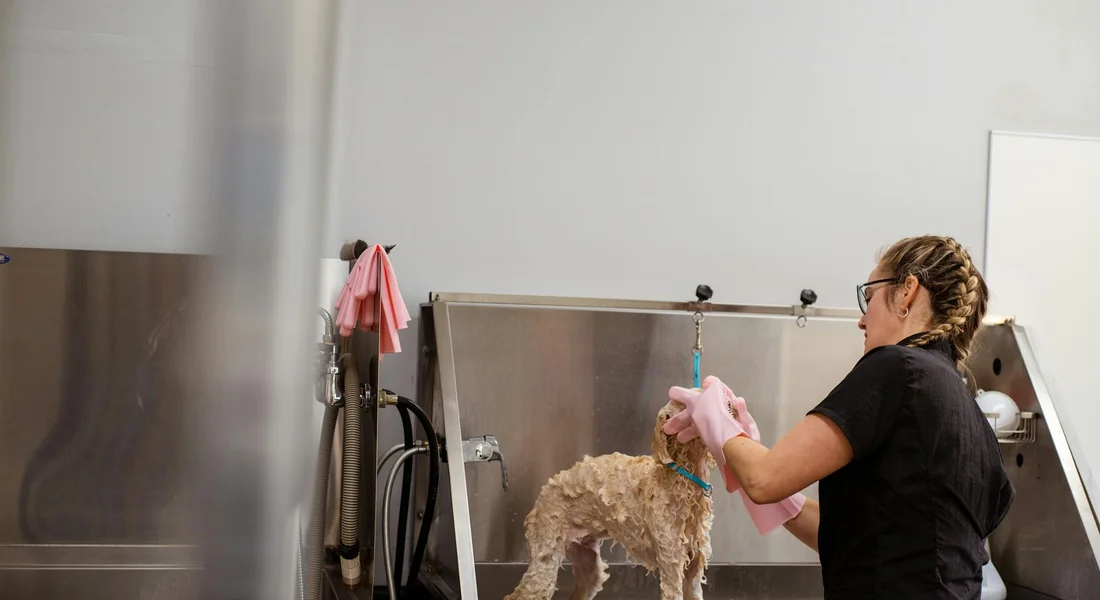 A person in a black shirt grooming a light brown guinea pig in a stainless-steel grooming tub, with pink towels and grooming tools in the background.