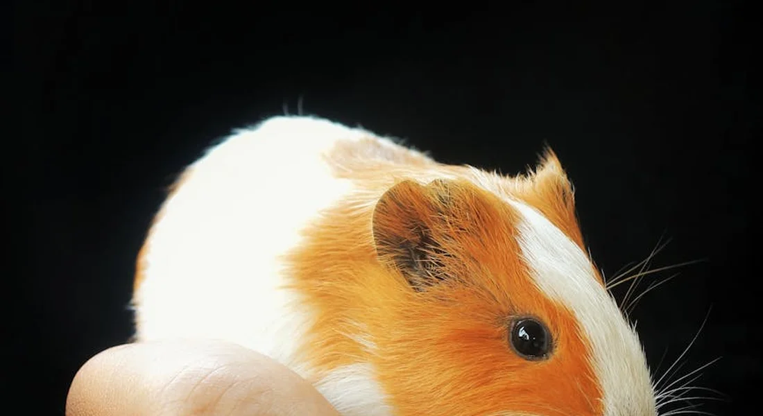 Close-up photo of a guinea pig with orange and white fur against a dark background