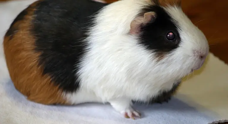 Tri-color guinea pig (black, white, and brown) on a light surface, looking to the right.