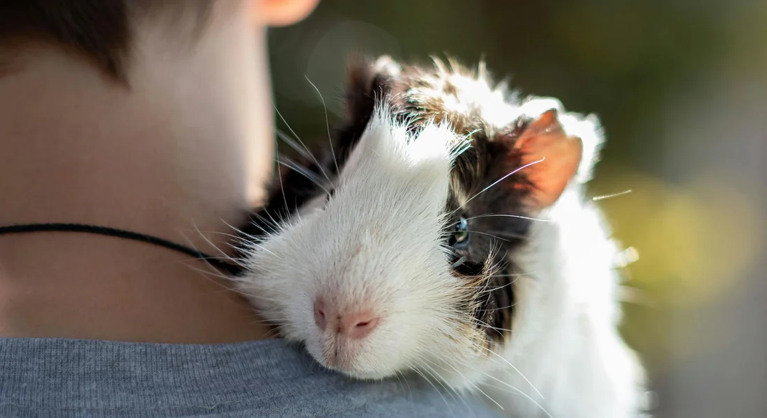 Close-up of a guinea pig snuggling against a person’s shoulder, with soft fur and a calm expression.