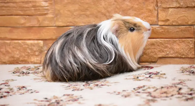 Long-haired guinea pig resting on a patterned rug with a brick wall behind it.