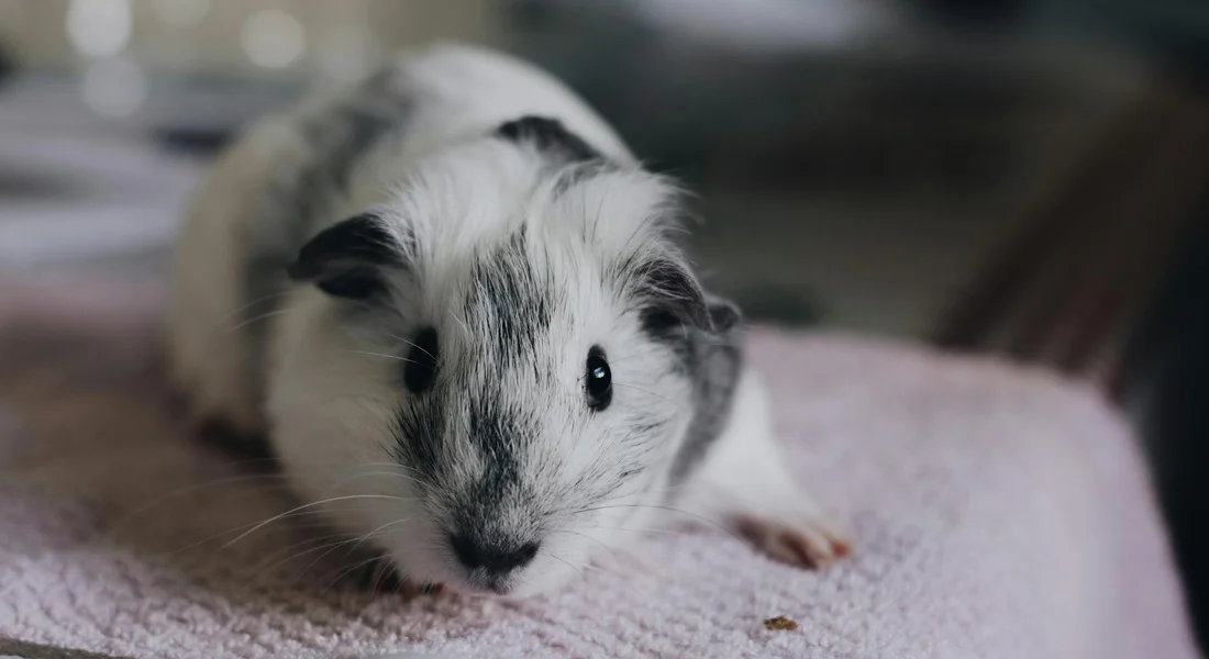 A white and gray guinea pig resting on a pink towel.