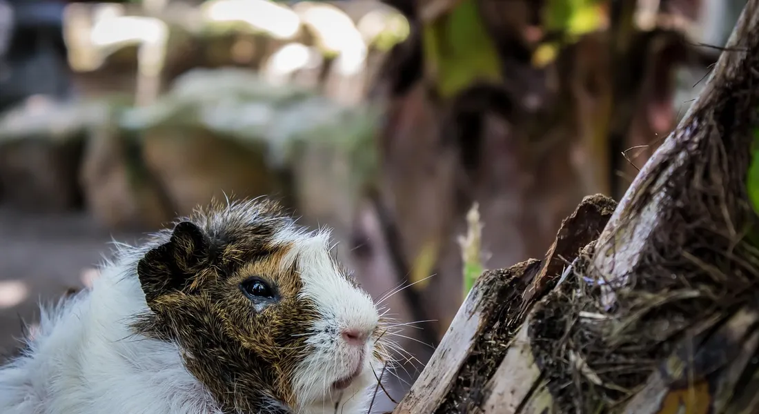 Close-up of a guinea pig sniffing a wooden log