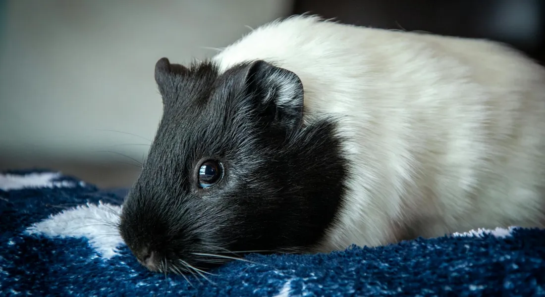 A black and white guinea pig lying on a blue textured blanket, facing the camera with alert ears.