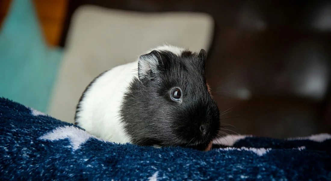 Black and white guinea pig on a blue blanket, looking toward the camera