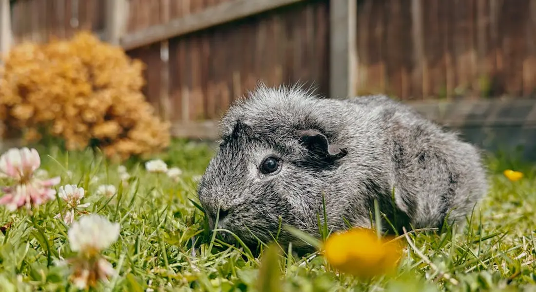 Grey guinea pig in a grassy garden with flowers and a wooden fence behind.