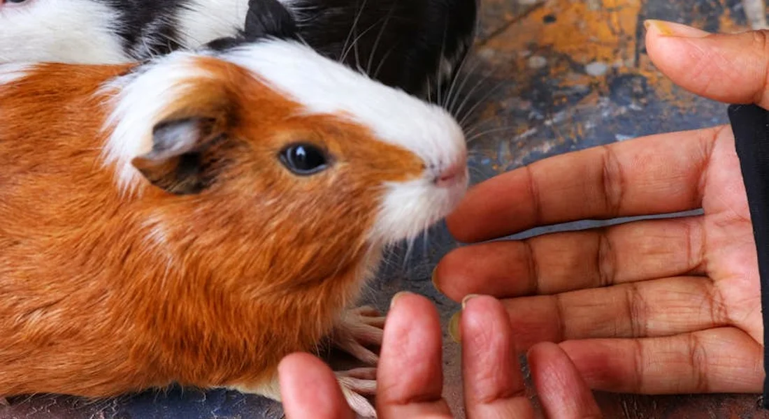 Close-up of a guinea pig near a caregiver's hand, illustrating how to observe ears and nose for signs of problems.