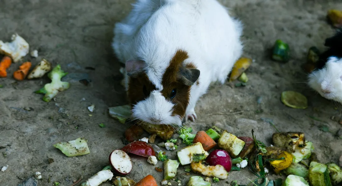 A white and brown guinea pig nibbling chopped vegetables and fruit on a concrete surface.