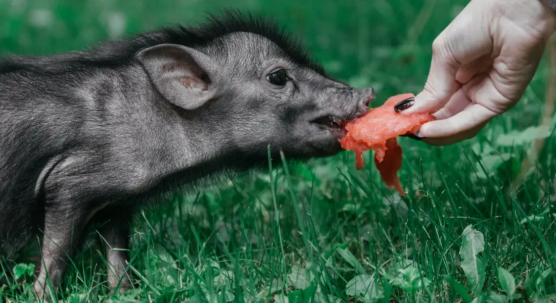 A young guinea pig in a grassy outdoor area nibbles a piece of carrot offered by a hand.